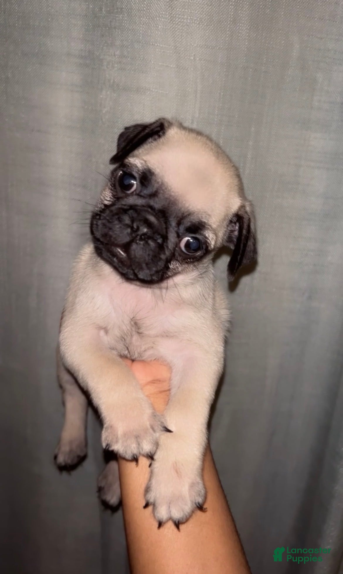 Pug dogs Noah - Ad 9