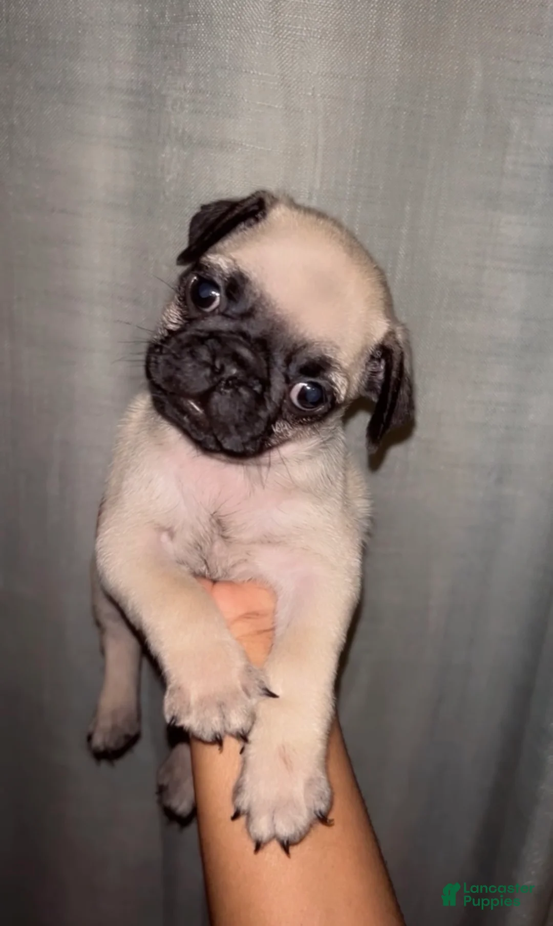 Pug dogs for sale: Noah - Ad 1