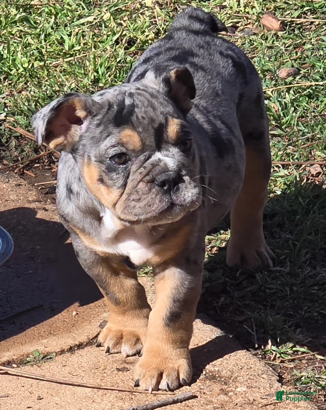 English Bulldog dogs for sale: Nya - Ad 1