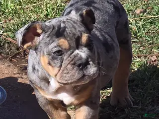 English Bulldog dogs Nya - Ad 4