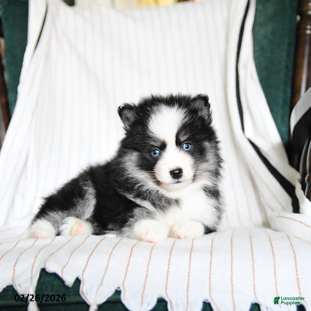 Pomsky dogs for sale: Pixie - Ad 3