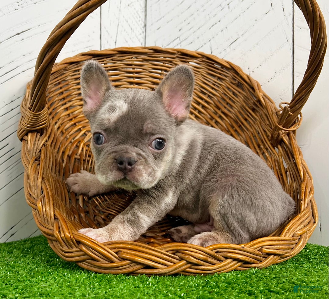 French Bulldog dogs for sale: Captain - Ad 3