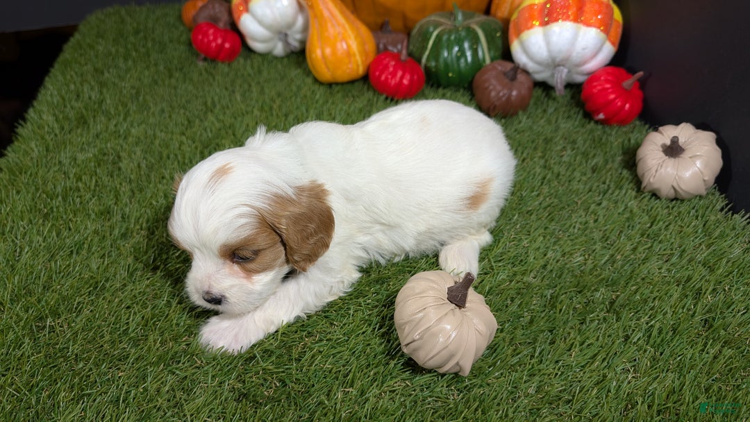 Cavapoo dogs for sale: Cavapoo Puppy 5 - Ad 3