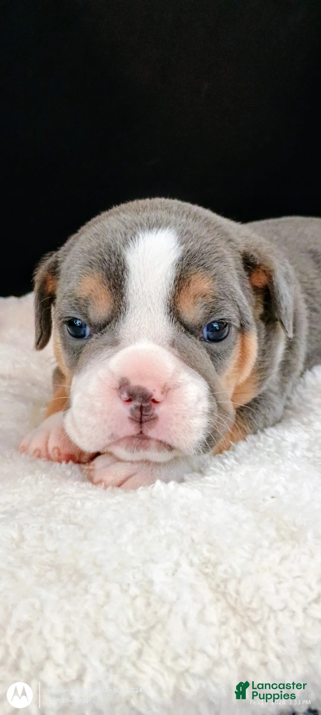 Olde English Bulldogge dogs for sale: Dudley Bulldogges Apollo - Ad 1