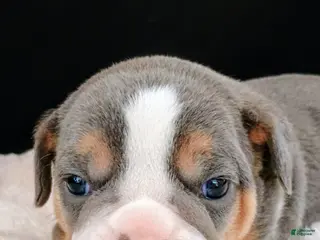 Olde English Bulldogge dogs Dudley Bulldogges Apollo - Ad 17