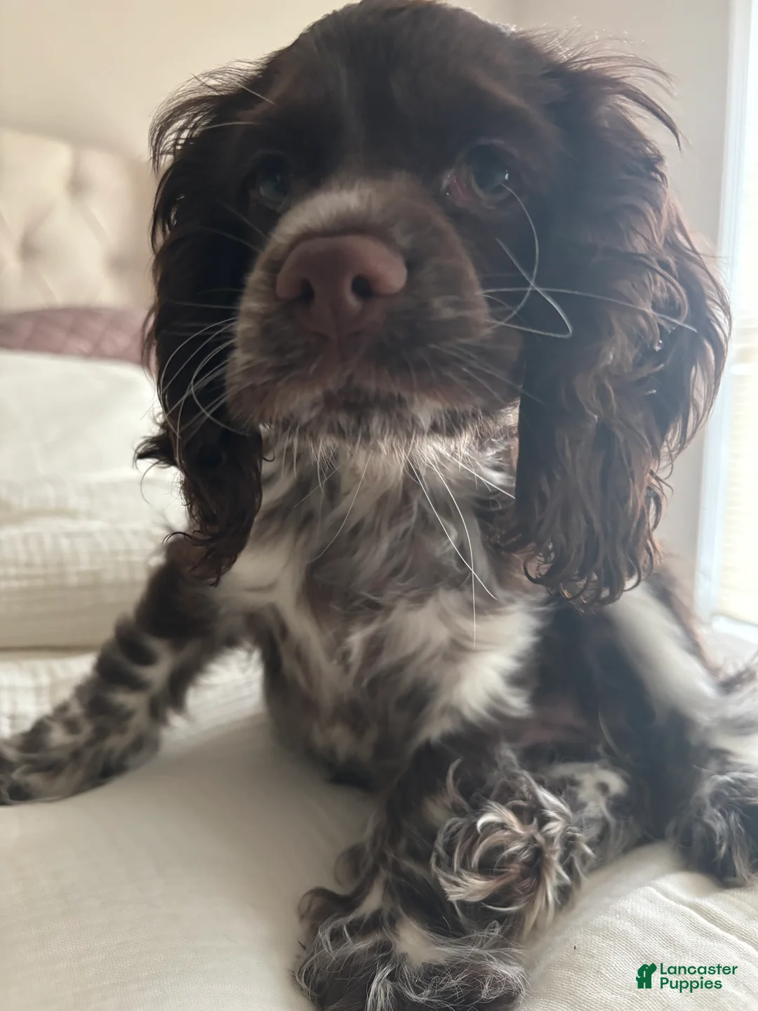 English Cocker Spaniel dogs for sale: English Cocker Spaniel Puppy - Coco 🐾 - Ad 2