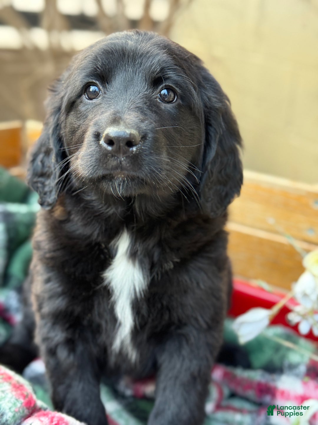 Mixed Breed dogs for sale: Rosie - Ad 11