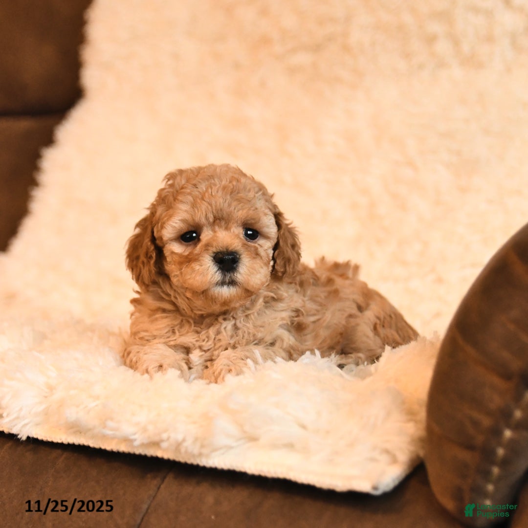 Toy Poodle dogs for sale: Buddy - Ad 3