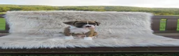 Boxer dogs for sale: Champion - Ad 7