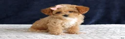 Toy Poodle dogs for sale: Penny - Ad 9