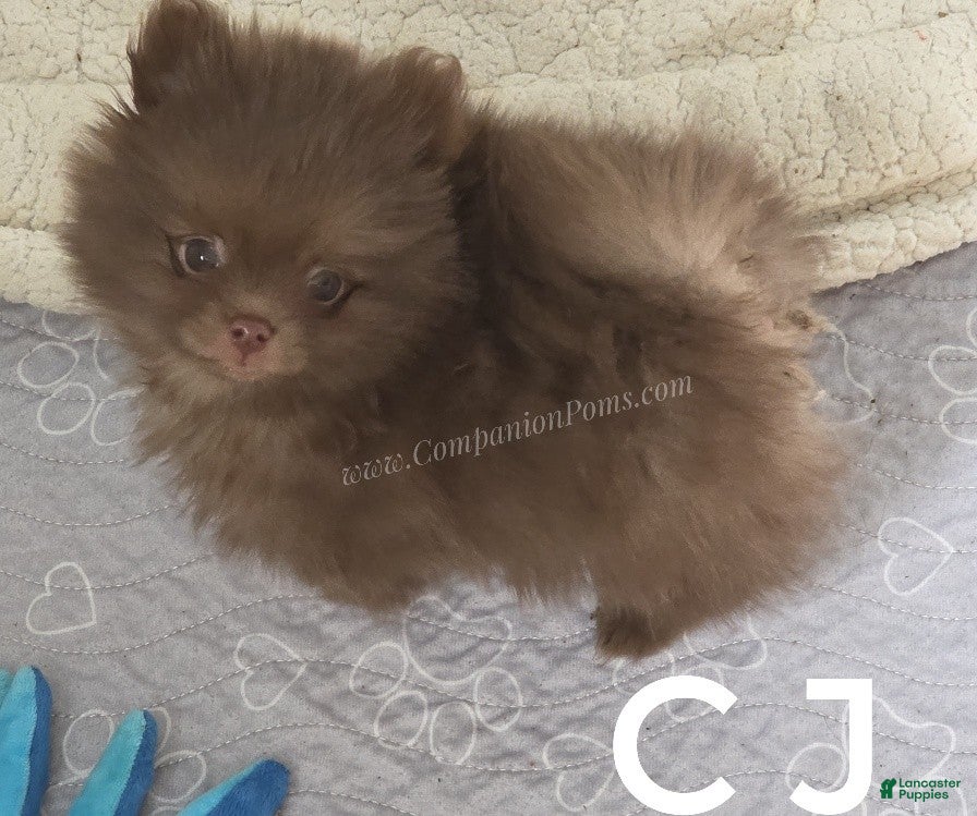 Pomeranian dogs CJ - Chocolate Pomeranian Puppy! - Ad 2