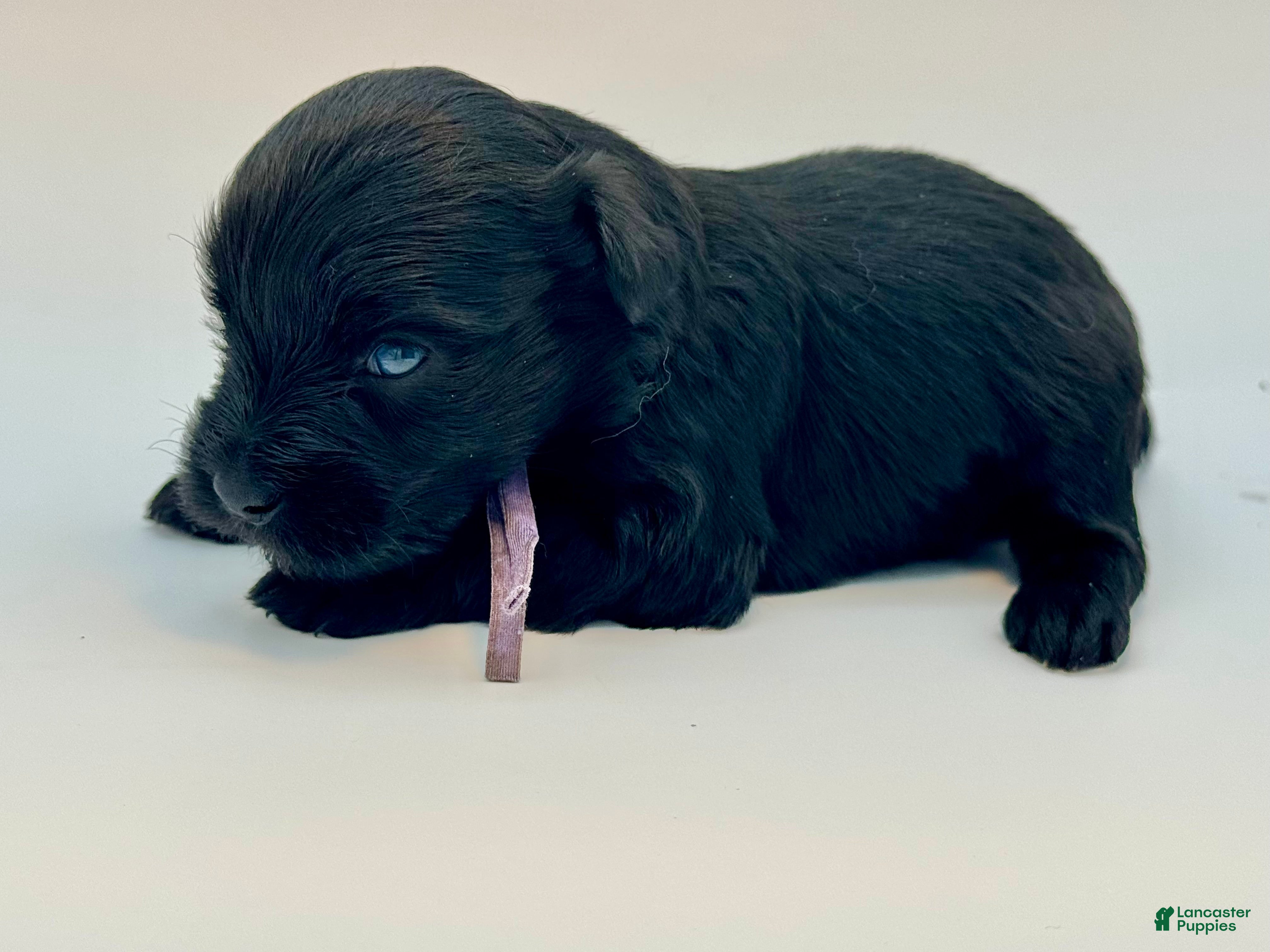 Miniature Schnauzer dogs Misty - Ad 2