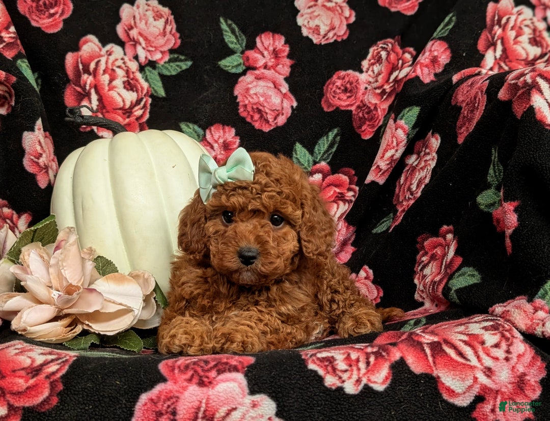 Miniature Poodle dogs for sale: Whitley - Ad 5