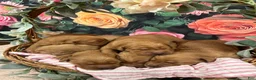 Golden Retriever dogs for sale: Honey - Ad 4