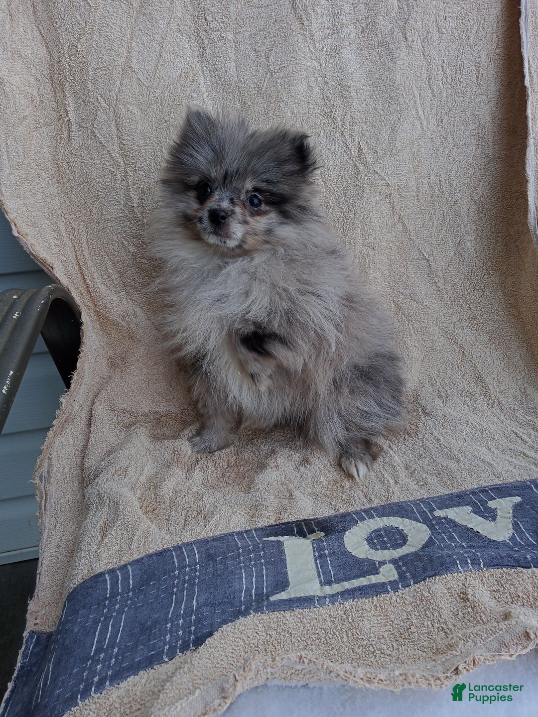 Pomeranian dogs for sale: Sprinkles - Ad 3