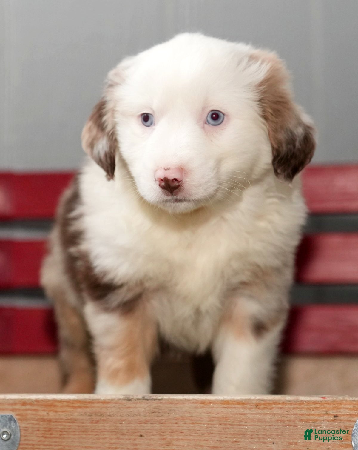 Miniature Australian Shepherd dogs Dixie - Ad 20
