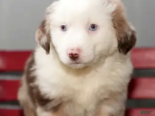 Miniature Australian Shepherd dogs Dixie - Ad 36