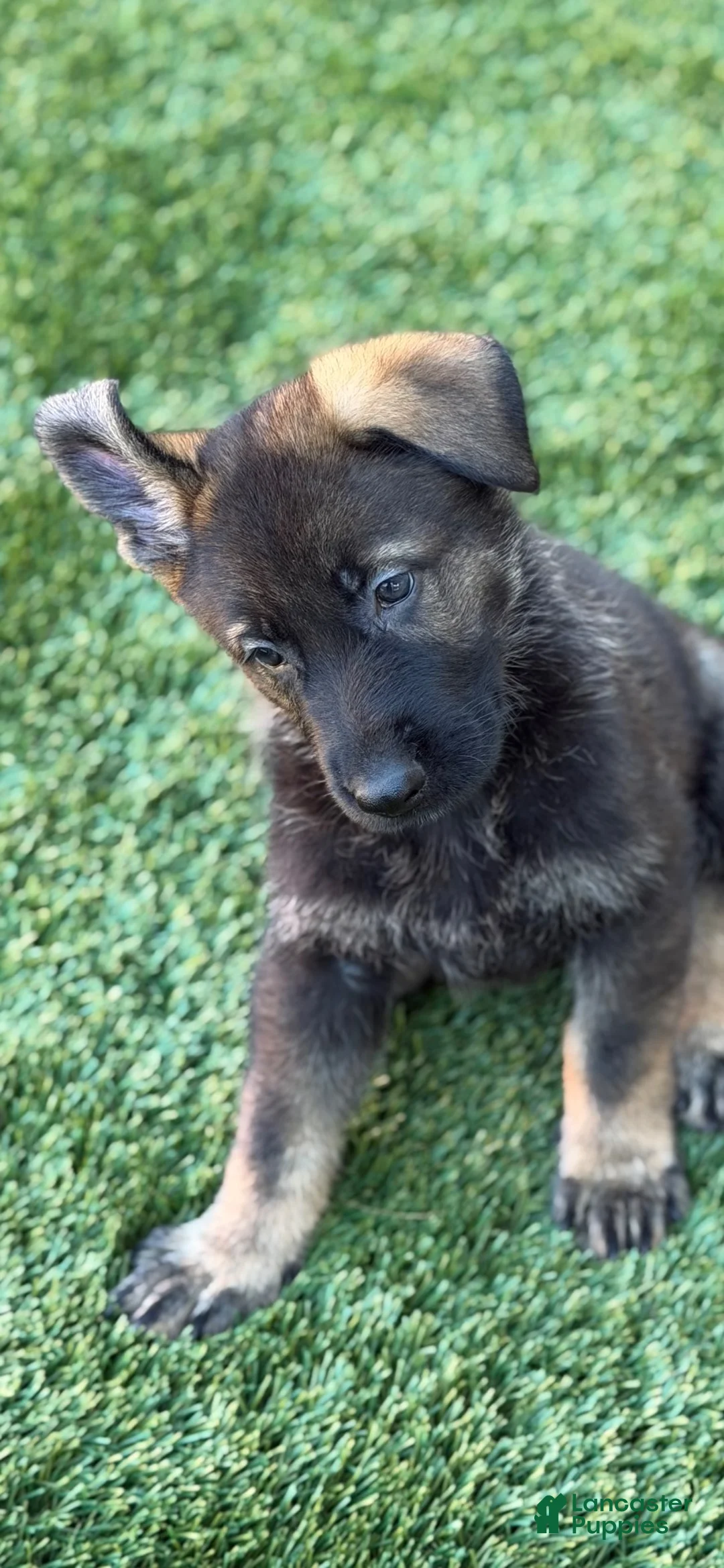 German Shepherd dogs for sale: German Shepherd 2 female  - Ad 1