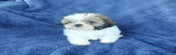 Shih Tzu dogs for sale: Willy - Ad 7