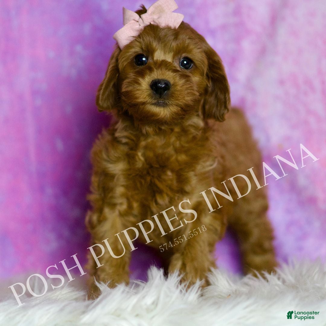 Cavapoo dogs Jasmine Adorable F1B Champion Line Cavapoo - Ad 1