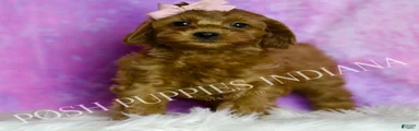 Jasmine Adorable F1B Champion Line Cavapoo