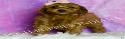 Cavapoo dogs for sale: Jasmine Adorable F1B Champion Line Cavapoo - Ad 1