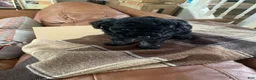 Toy Poodle dogs for sale: Toy Poodle 1 - Ad 1