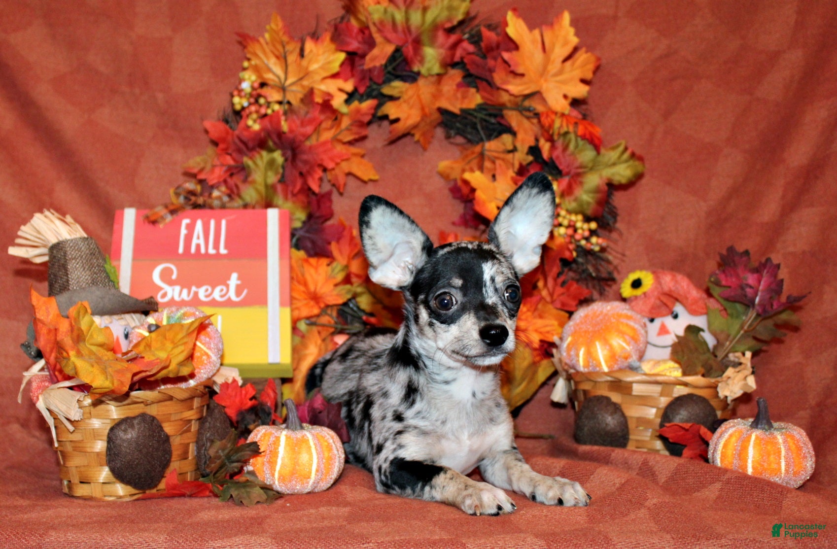 Chihuahua dogs Hawk - Ad 40