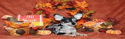 Chihuahua dogs for sale: Hawk - Ad 1