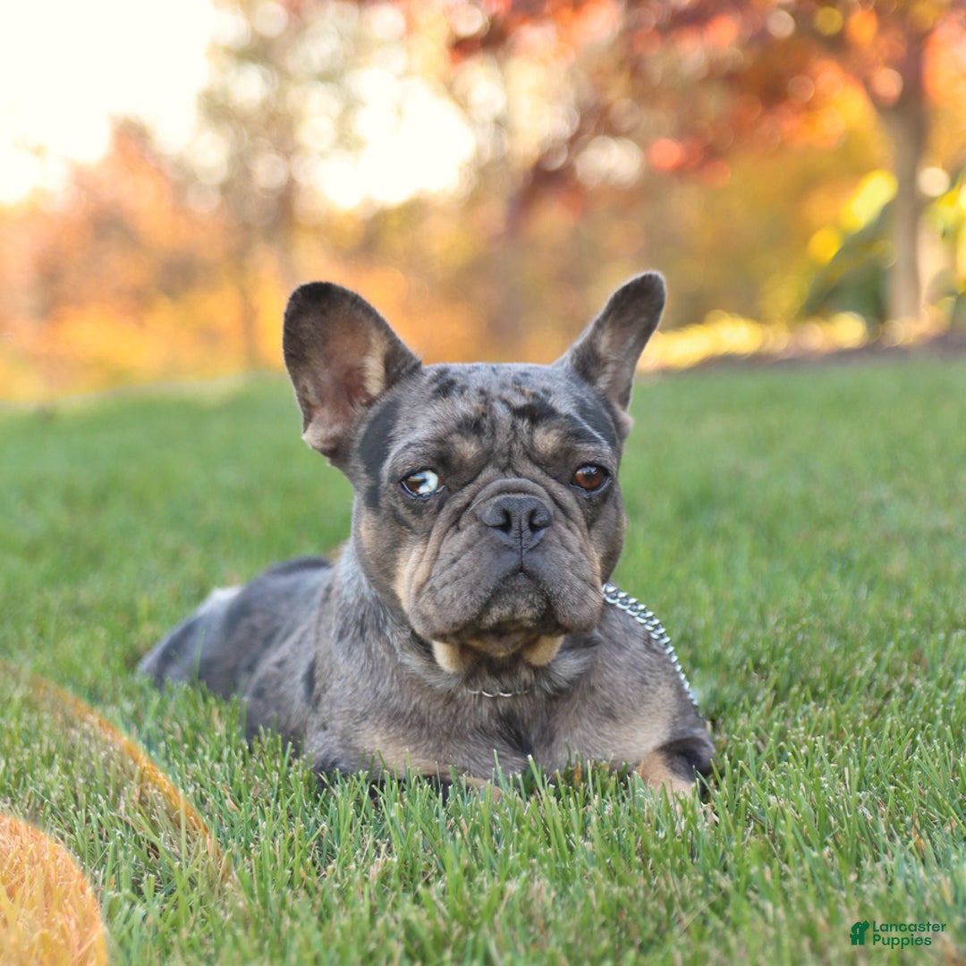 French Bulldog dogs for sale: Lorie - Ad 6