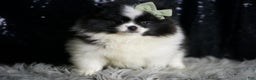 Pomeranian dogs for sale: Panda - Ad 5