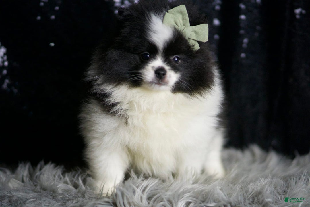 Pomeranian dogs for sale: Panda - Ad 5
