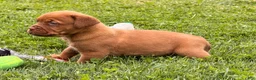 Dogue De Bordeaux dogs for sale: Becky - Ad 3
