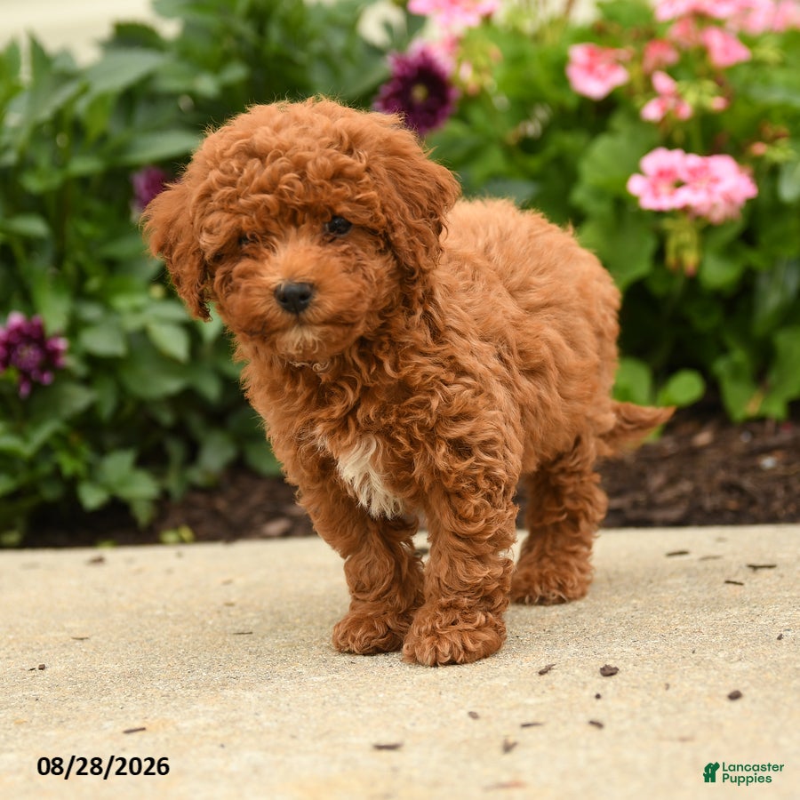 Miniature Poodle dogs Rosa  - Ad 2