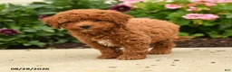 Miniature Poodle dogs for sale: Rosa  - Ad 2