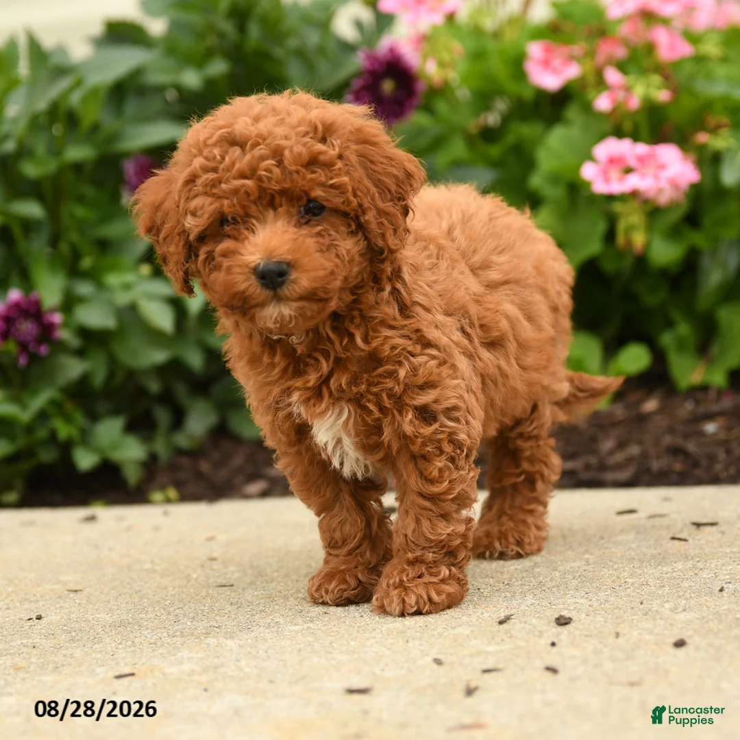 Miniature Poodle dogs for sale: Rosa  - Ad 2