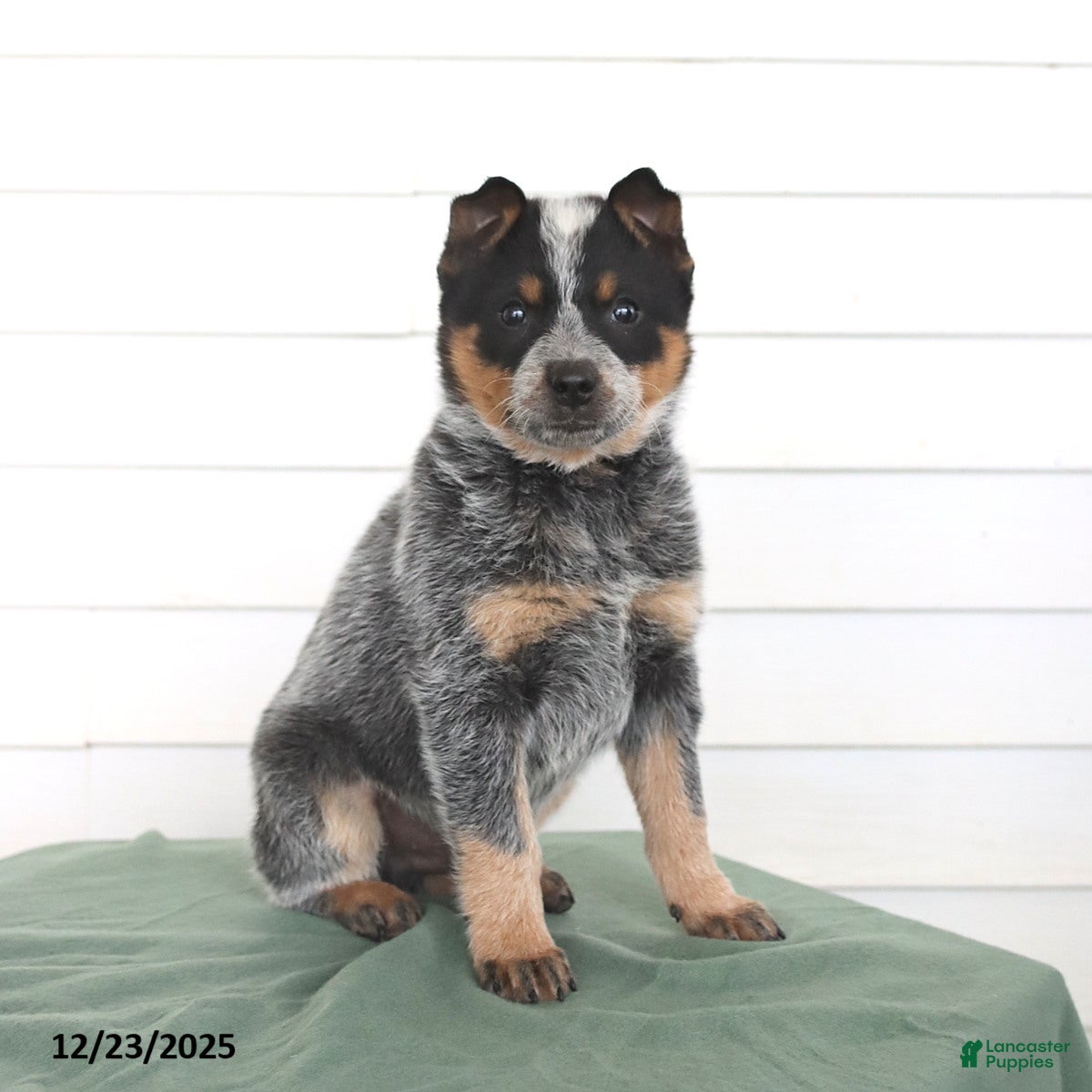 Australian Cattle Dog dogs Otis - Ad 10