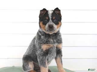 Australian Cattle Dog dogs Otis - Ad 10