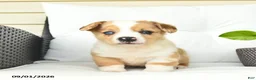 Welsh Corgi Pembroke dogs for sale: Boston  - Ad 3