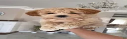 Maltipoo dogs for sale: Danny - Ad 6