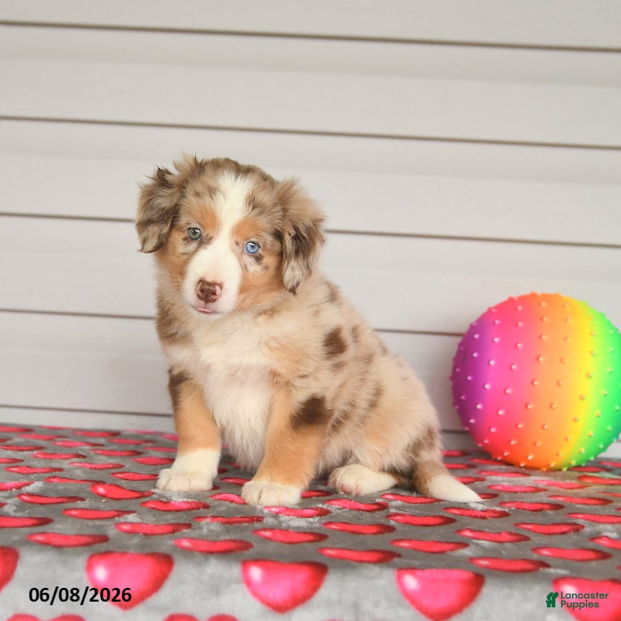 Mixed Breed dogs for sale: Kitkat - Ad 3