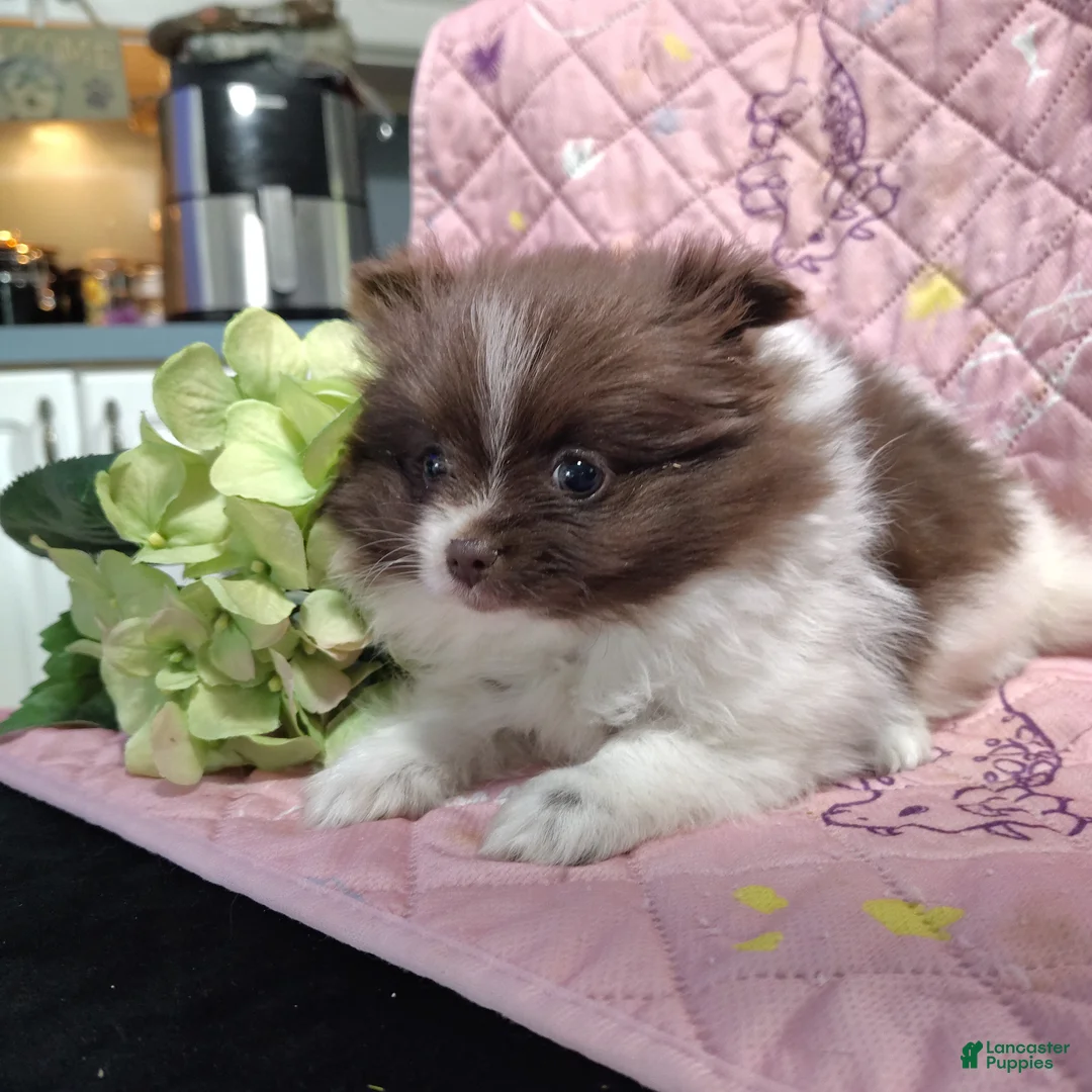 Pomeranian dogs for sale: Peachy keen - Ad 2
