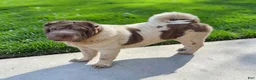 Shar Pei dogs for sale: Logan lilac bear coat mini - Ad 4