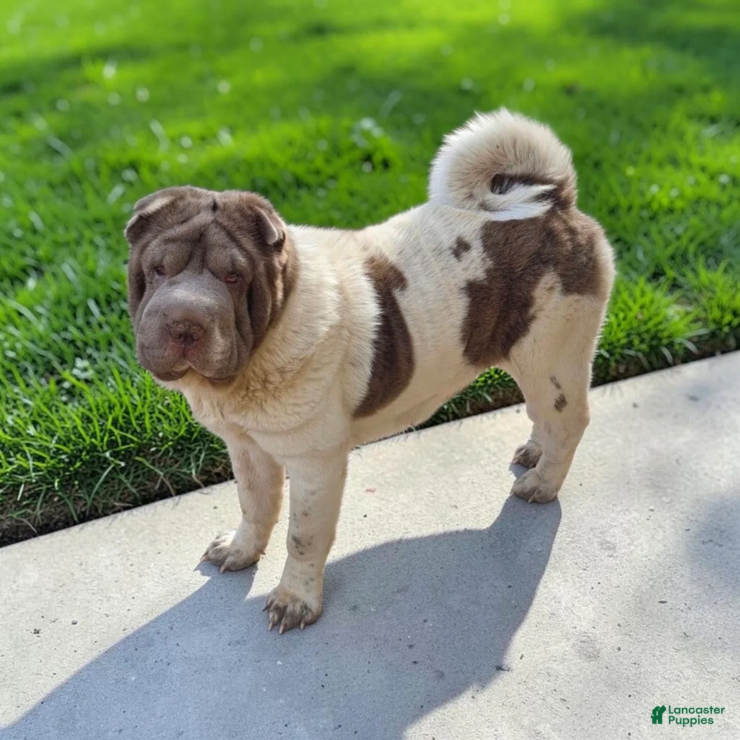 Shar Pei dogs for sale: Logan lilac bear coat mini - Ad 4