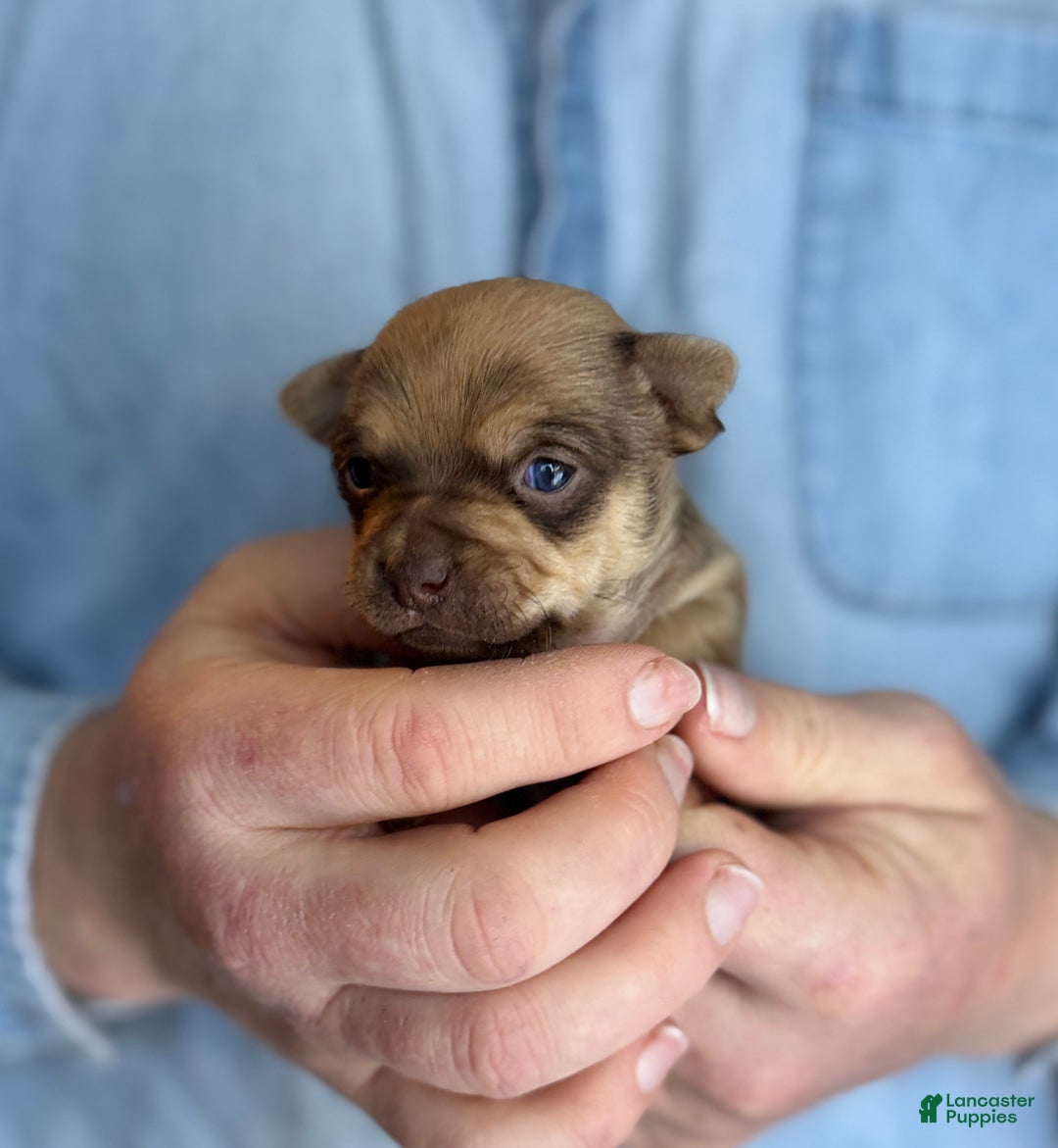 Chihuahua dogs for sale: Brandy  - Ad 2