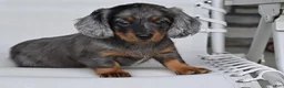 Miniature Dachshund dogs for sale: AKC Pearl - Ad 7