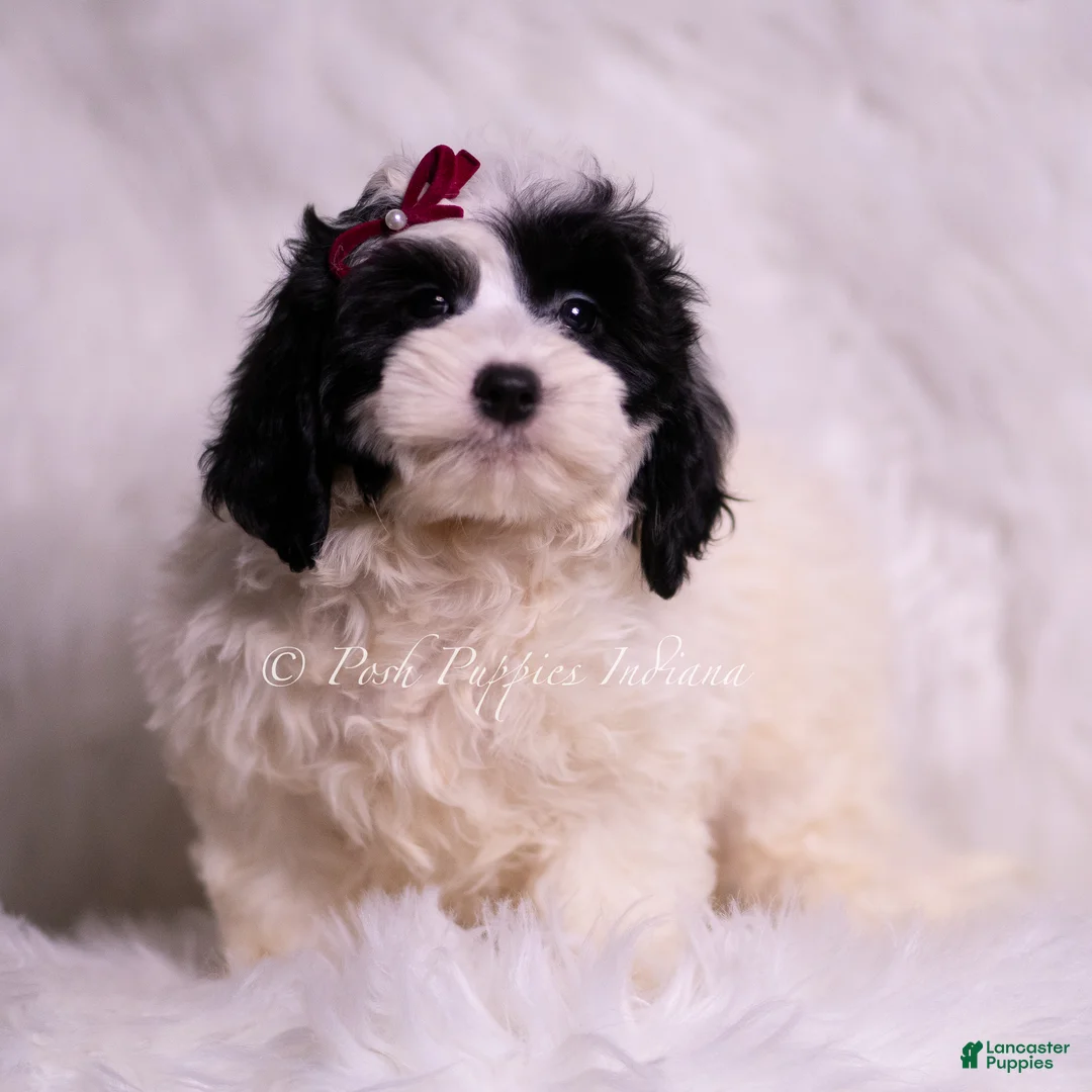 Mini Goldendoodle dogs for sale: Magic - Ad 2