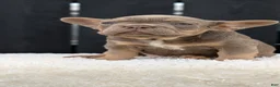 French Bulldog dogs for sale: Yeti - Ad 38