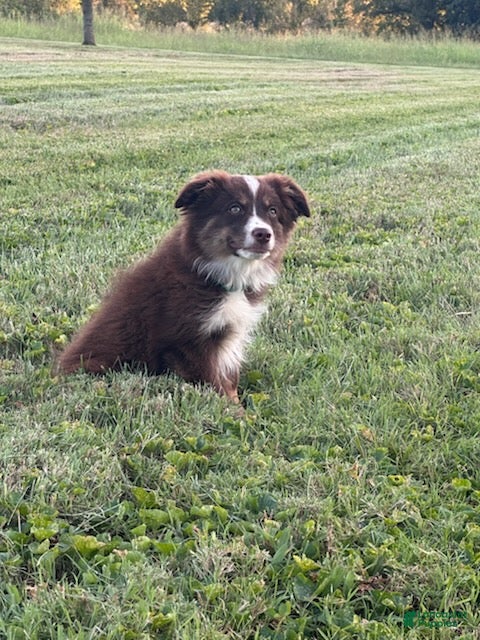 Miniature Australian Shepherd dogs Boy - Ad 2