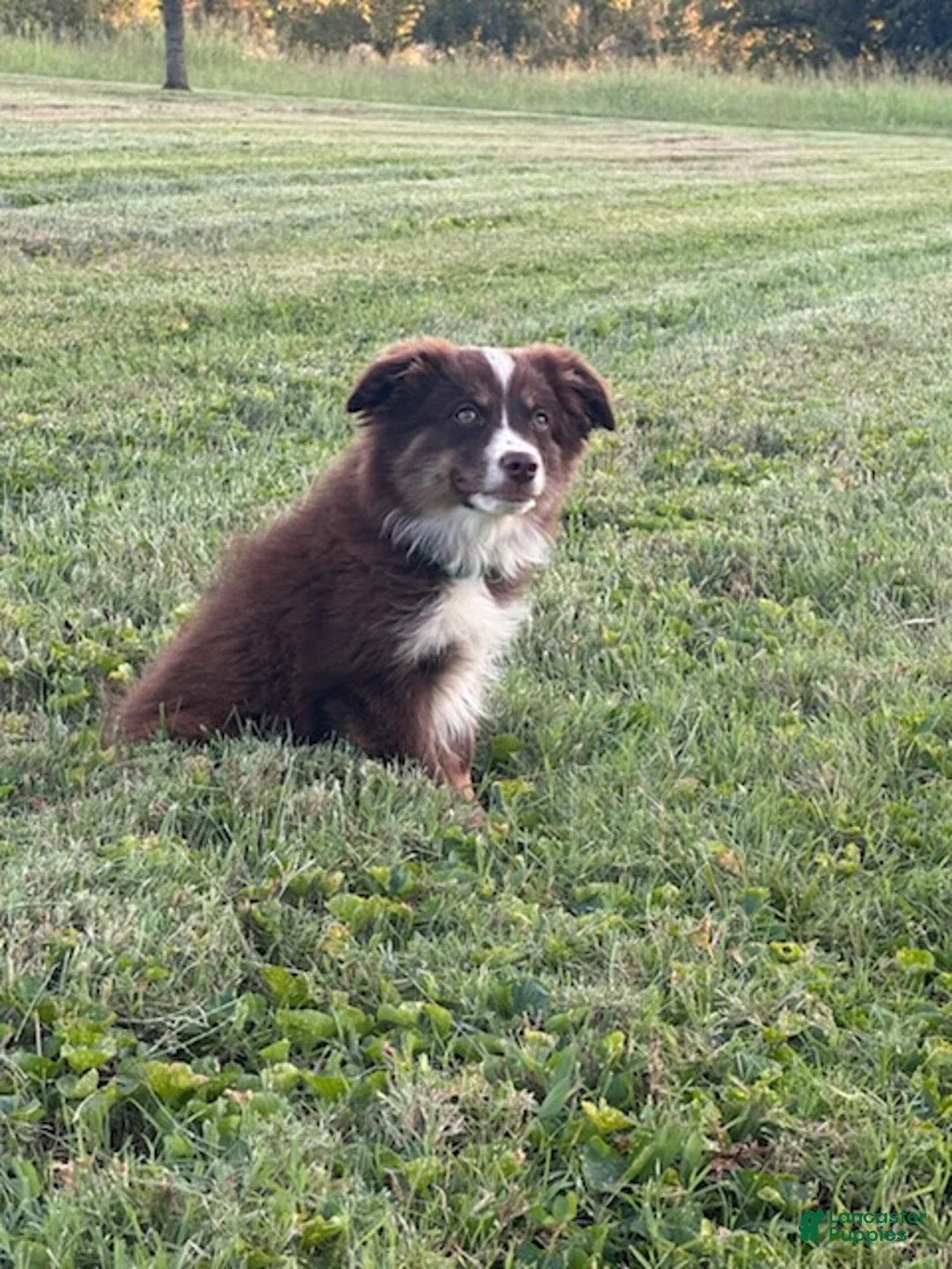 Miniature Australian Shepherd dogs for sale: Boy - Ad 2